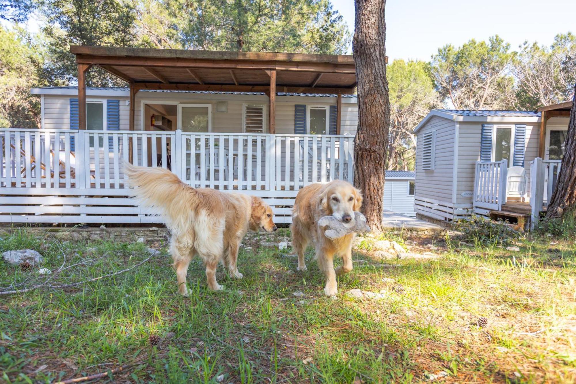 Mobile Homes Pine Sea באניולה מראה חיצוני תמונה
